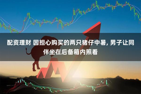 配资理财 因担心购买的两只猪仔中暑, 男子让同伴坐在后备箱内照看